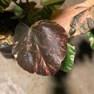 Sale HIBISCUS TILIACEUS VARIEGATA cutting 6 cuts of 6 inches easy to root and fast growing. image 5