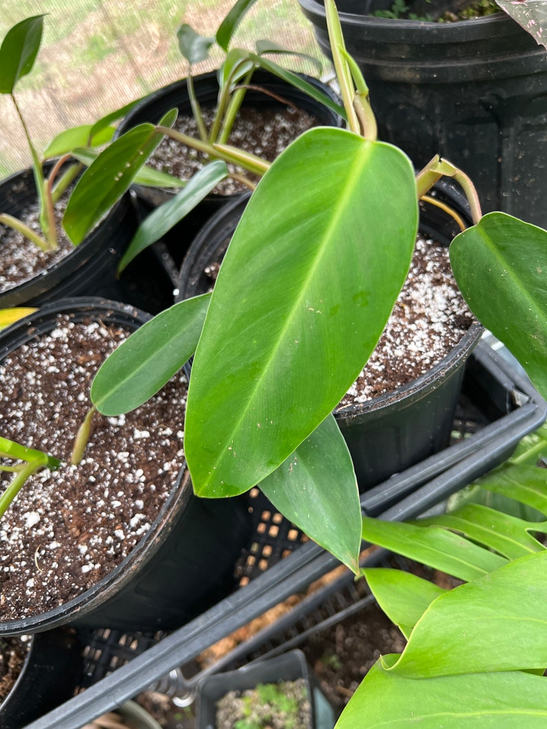 Philodendron Noid Philo Indoor House Plant Etsy