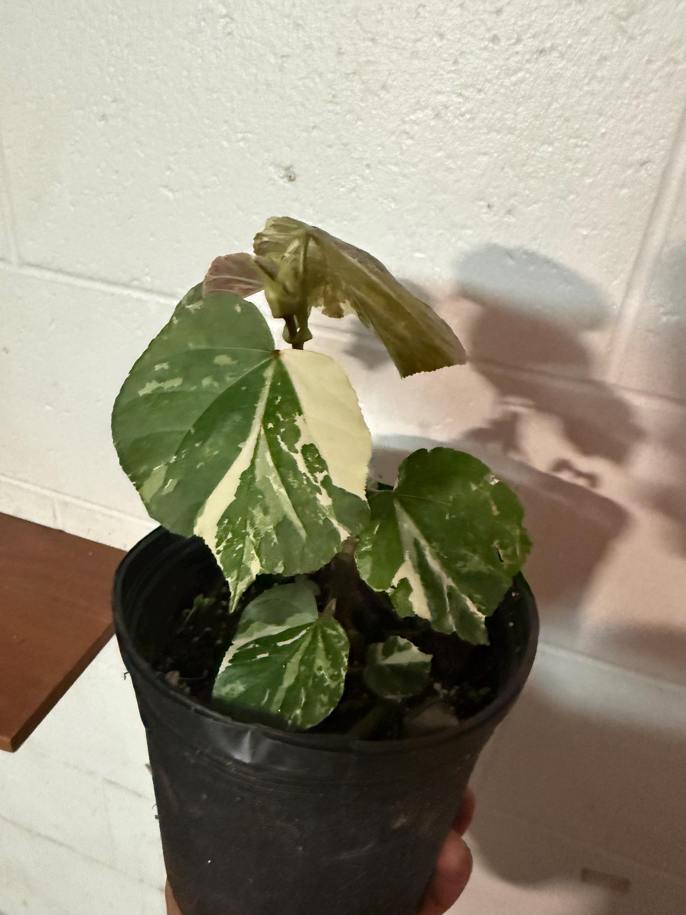 Hibiscus Tiliaceus Variegated - Etsy