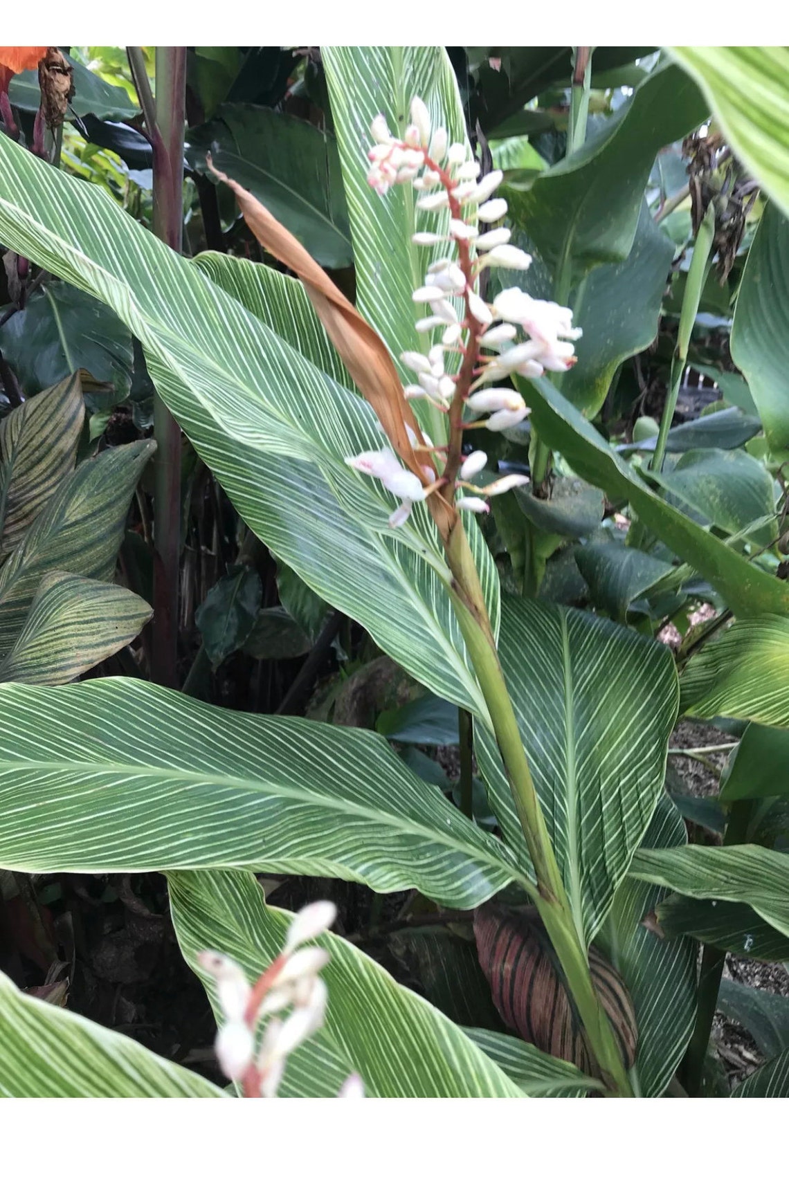 Rare Shell ginger variagated zebra 1plant/Rhizome Etsy