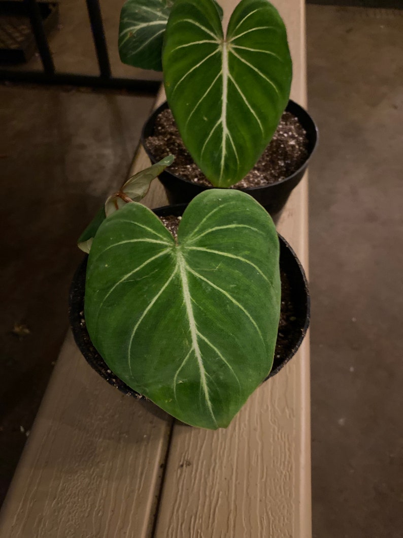 Philodendron Gloriosum Baby Plant Etsy