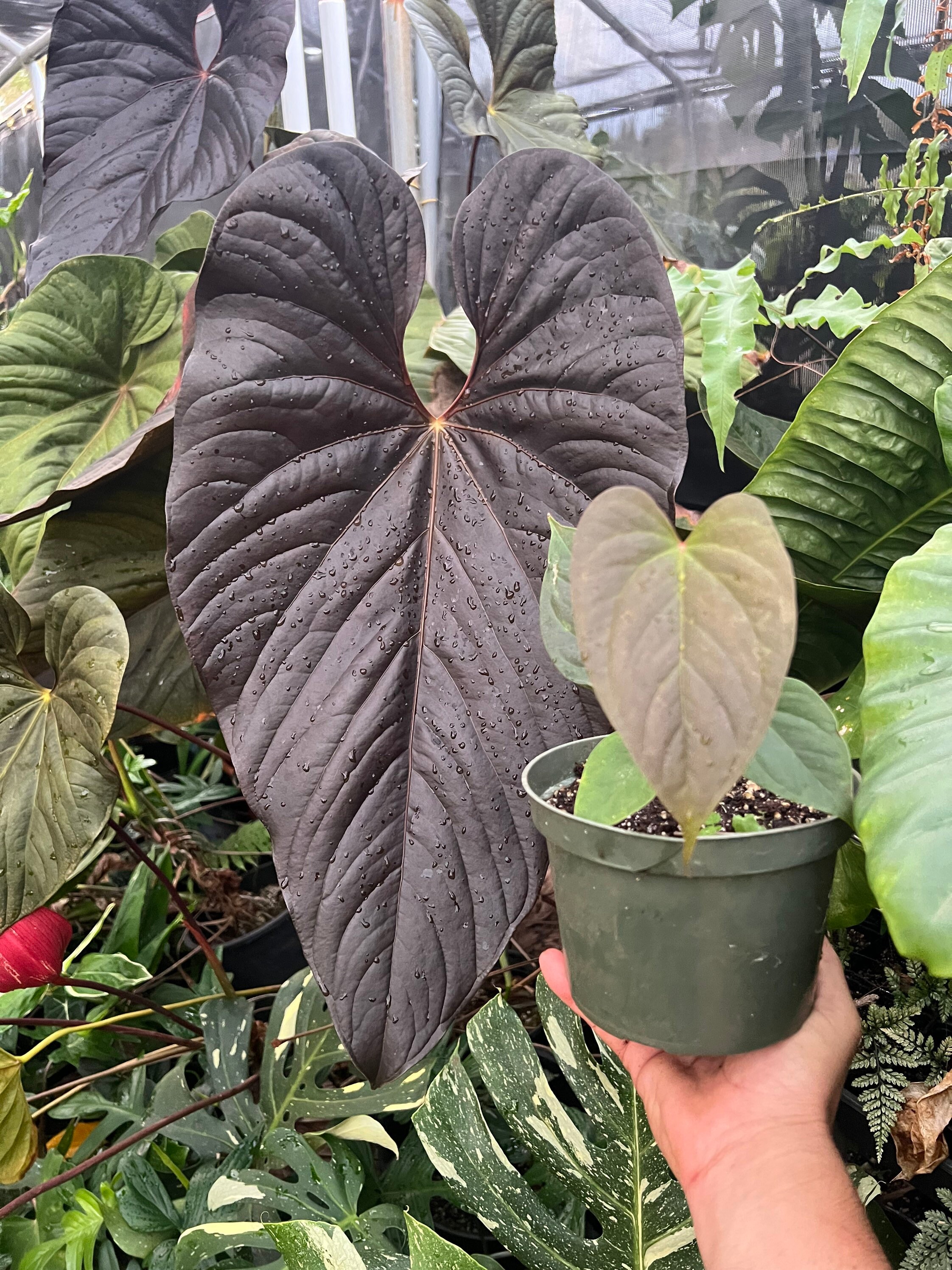 anthurium fingers Anthurium pedatoradiatum 'Fingers' – Deeply Divided Strap Leaves