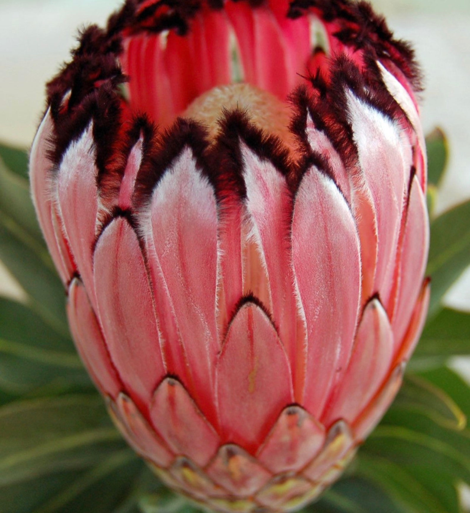 Pink Mink Protea or Plant Rooted About a Foot Tall Nice and - Etsy Canada