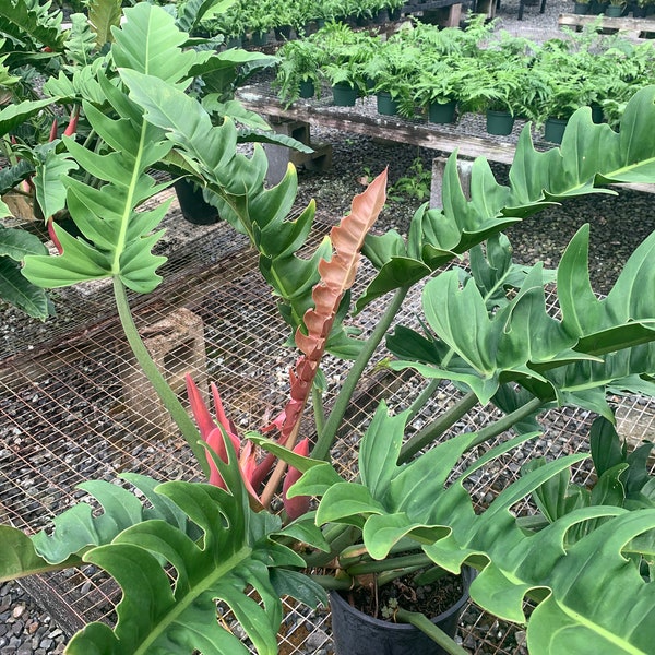 One plant Philodendron “narrow” Aroid. Easy to grow and great indoor or out. Low maintenance