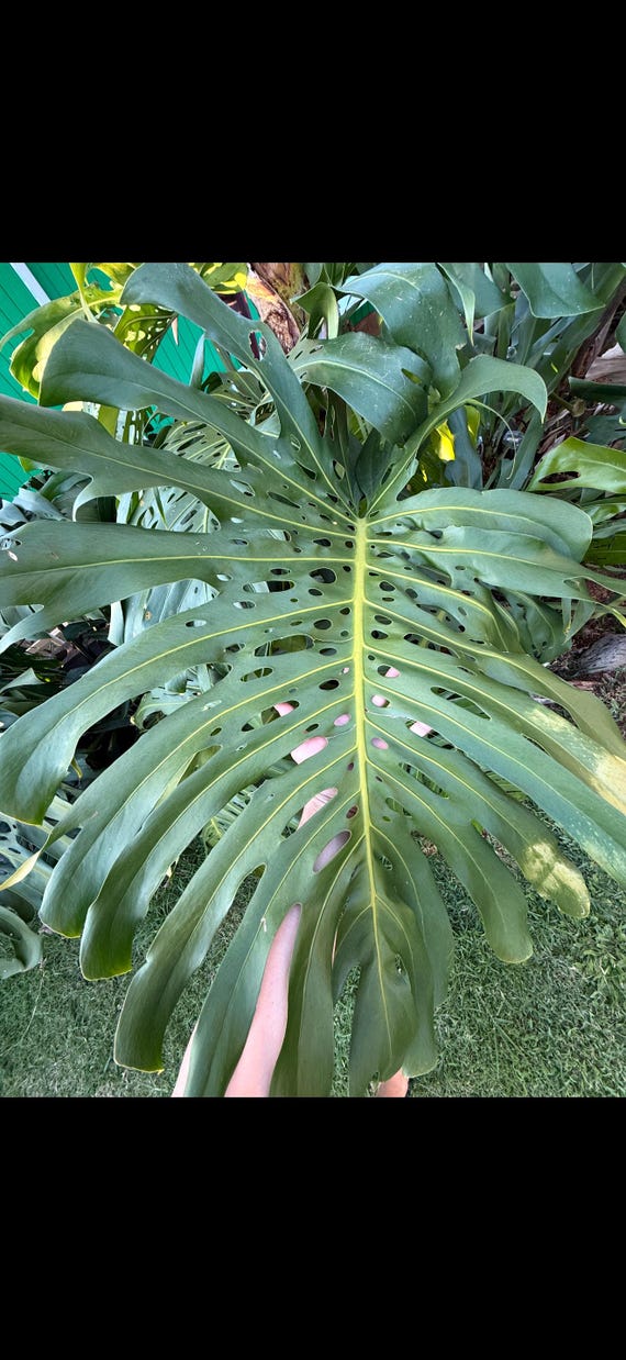 lysimachia plant Lysimachia ciliata main image 1