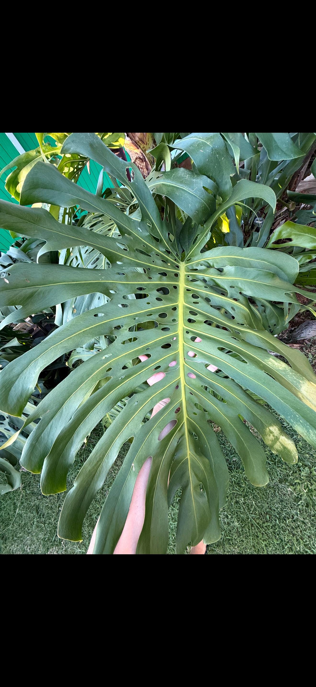 Large Form King Monstera Cutting: Huge Node, Easy Grow Indoor/outdoor Plant  - Etsy