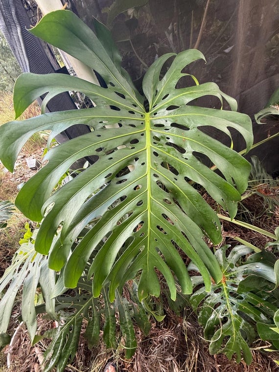 buy philodendron Philodendron El Choco Red | Houseplant