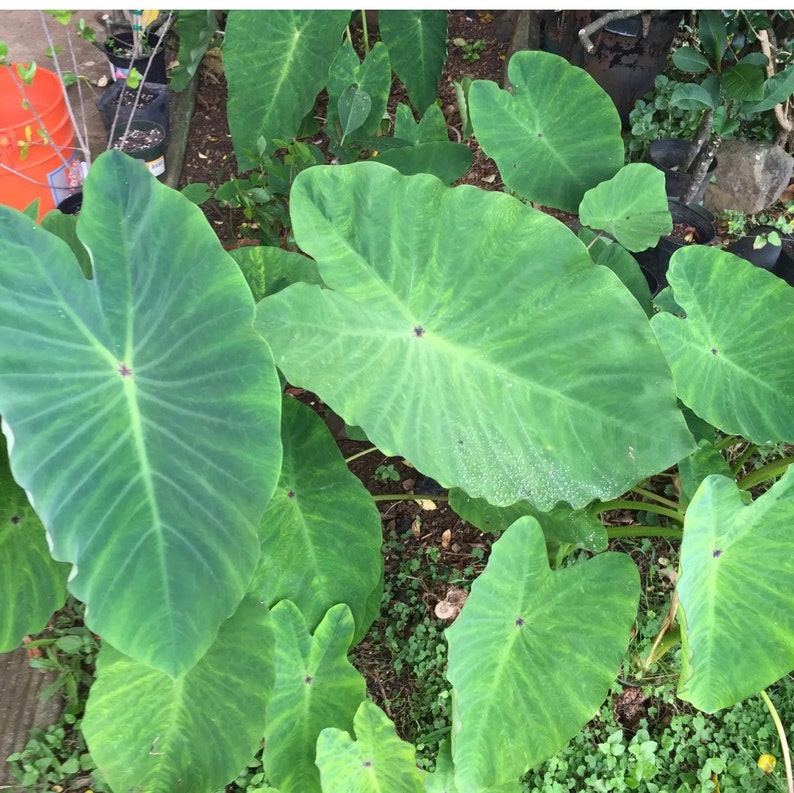 Sale Taro 3 Live Plants Nutritious Maui DRY or WETLAND Taro Etsy