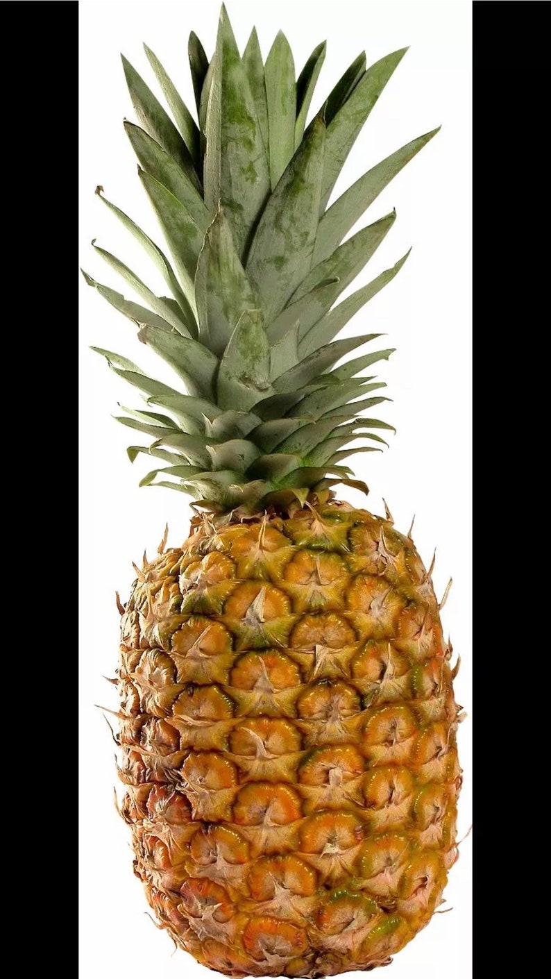 2 Fresh Maui Sweet Pineapples Very Yummy Coming All the Way From Maui