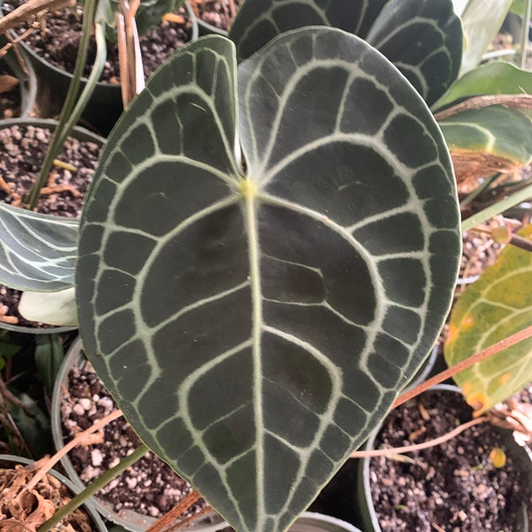 Rare 6 seeds large dark form anthurium clarinervium seeds great beautiful indoor plant. Rare house plant great investment.