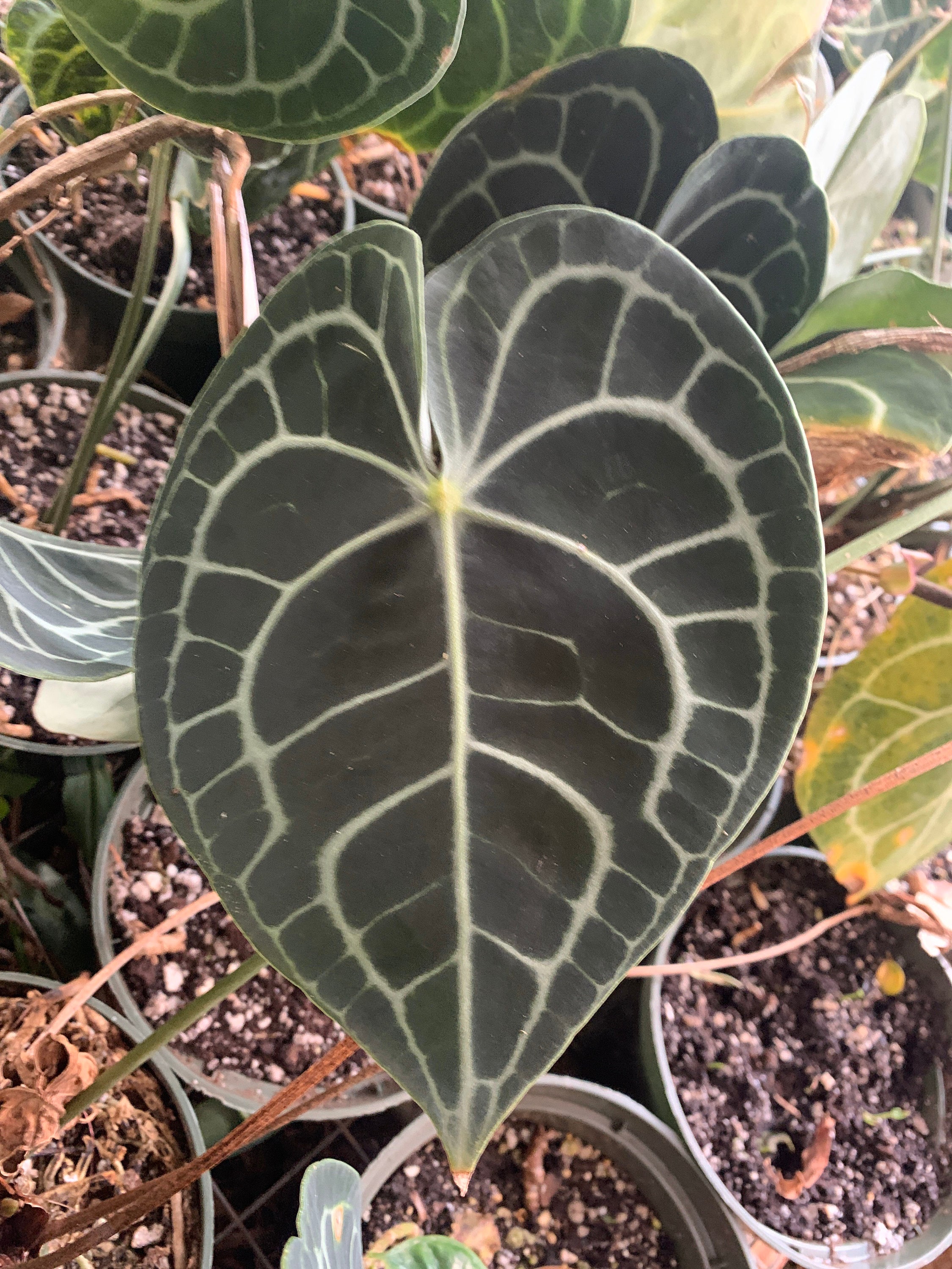 Rare 2 Seeds Large Dark Form Anthurium Clarinervium Seeds Etsy