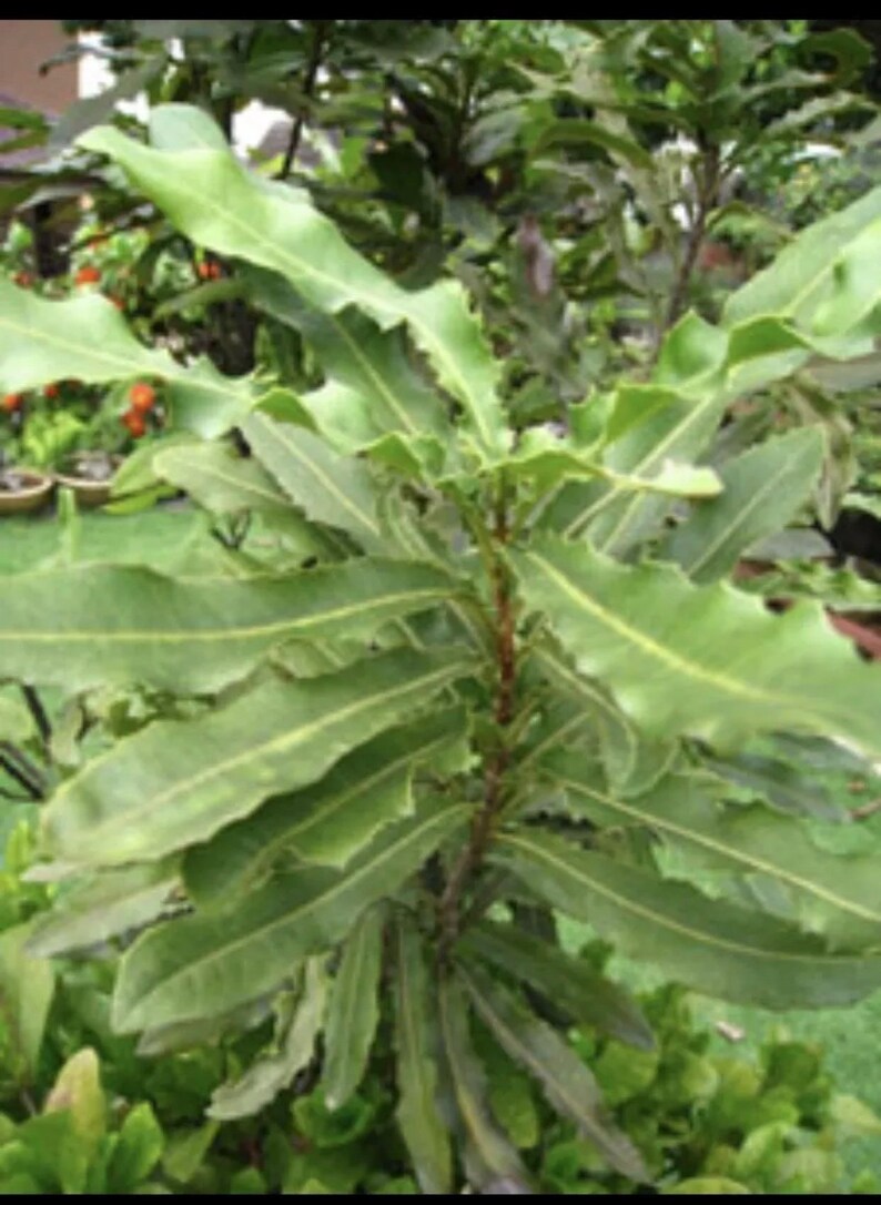 Sale MAUI Macadamia Nut 2 Trees Rooted and Fresh Etsy