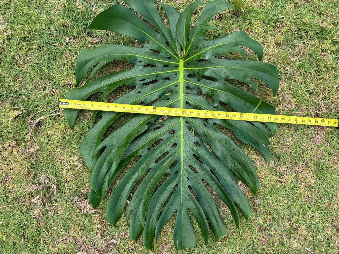 Large Form King Monstera Cutting: Huge Node, Easy Grow Indoor/outdoor Plant  - Etsy