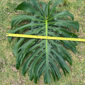 Wet Stick Plant Cutting - Etsy