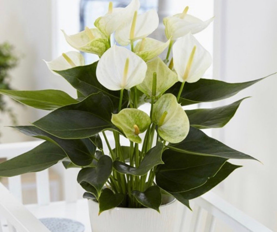 aglaonema black lipstick Aglaonema Black Lipstick