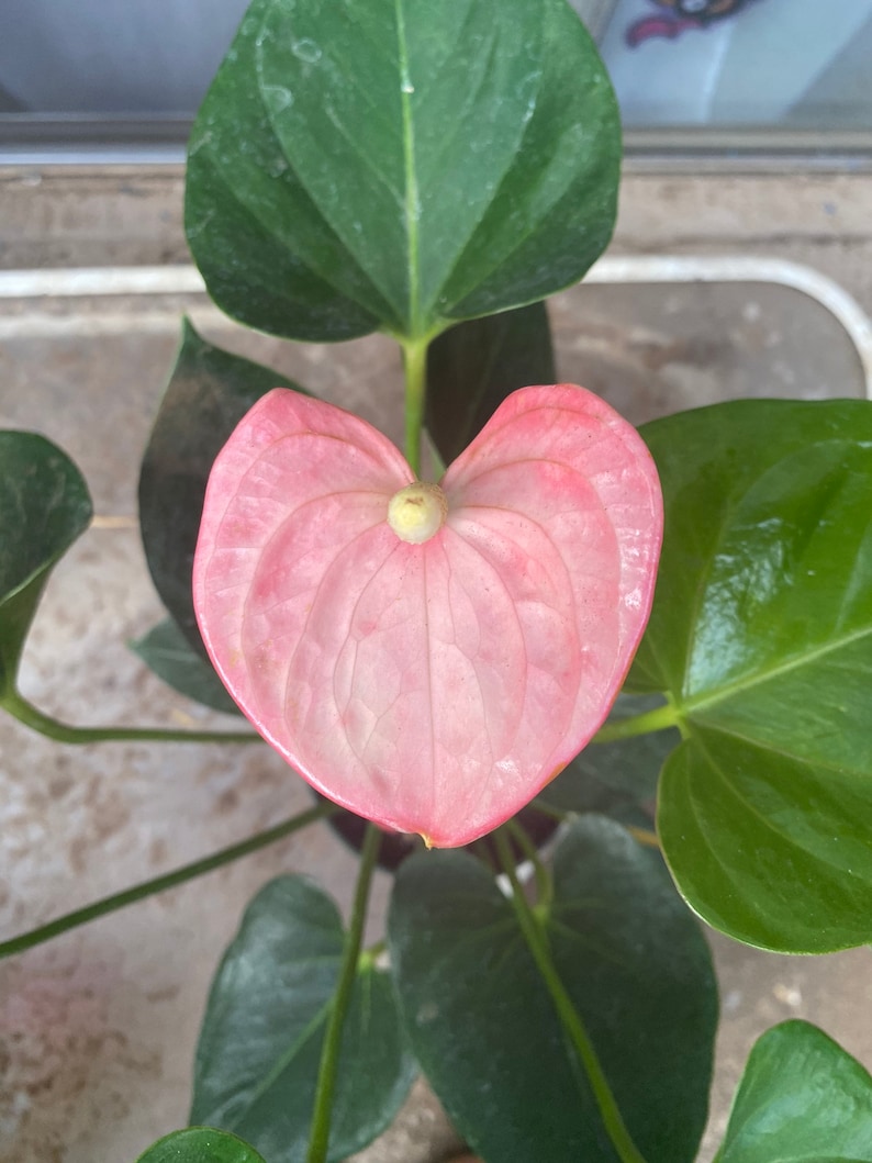 Anthurium Pink Emma Etsy
