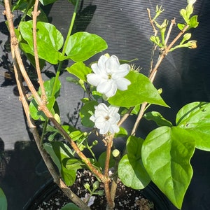 May include: A potted jasmine plant with white flowers and green leaves. The plant is growing in a black pot with brown soil.