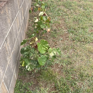 Big sale HIBISCUS TILIACEUS VARIEGATED variegated rooted plant great windbreaker or fencing usa seller image 8