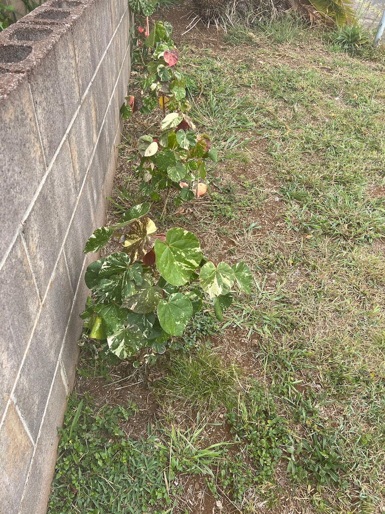 Big sale HIBISCUS TILIACEUS VARIEGATED variegated rooted plant great windbreaker or fencing usa seller image 8