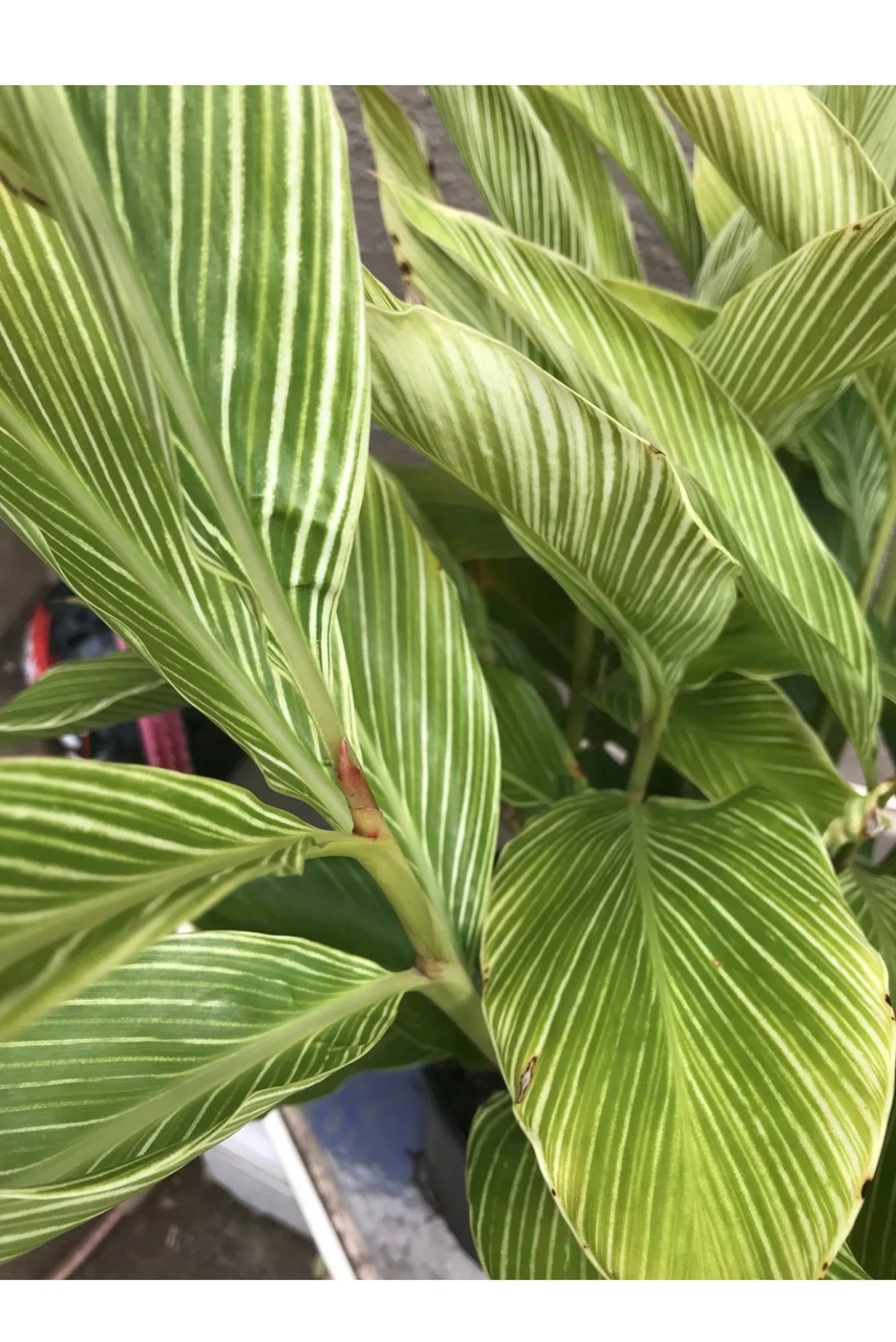 Rare Shell ginger variagated zebra 1plant/Rhizome Etsy