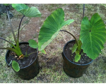 TARO 1 Plants Nutritious rooted fresh