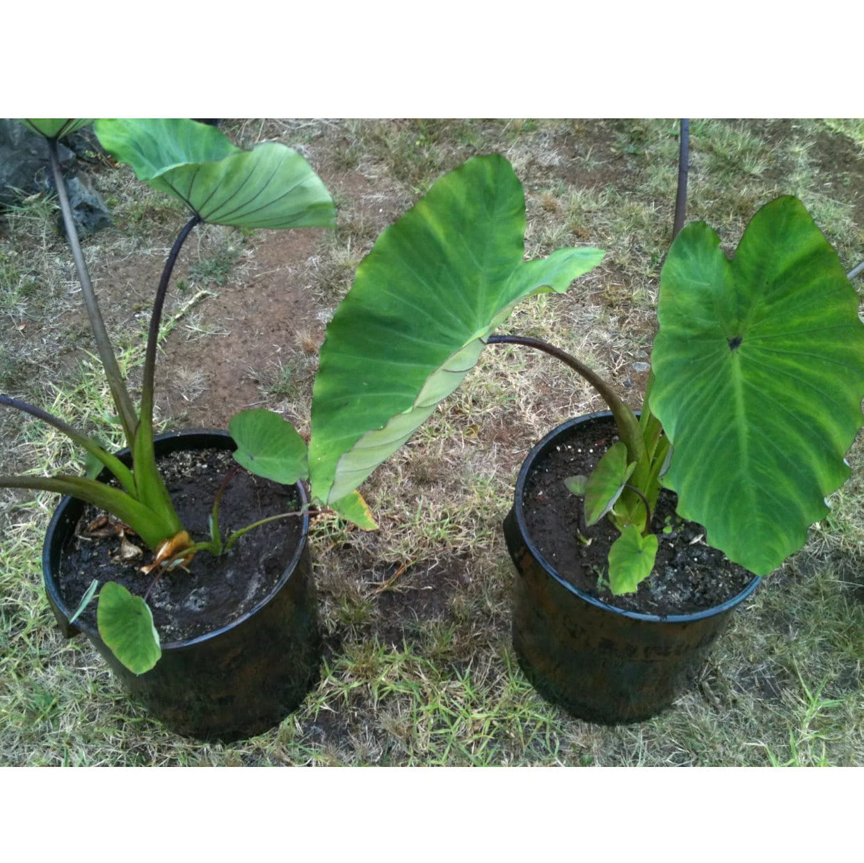 TARO 1 Plants Nutritious Rooted Fresh - Etsy