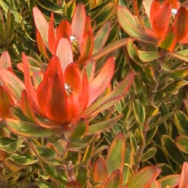 Protea Jester Conebush -Monrovia - Jester