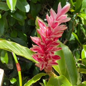 Tahitian purest fresh rhizome