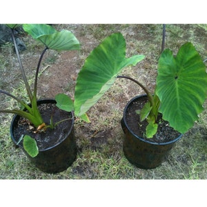 Sale- Taro 3 live Plants Nutritious Maui  DRY or WETLAND Taro Rooted  Eat Leafs/Root perfect for making taro chips or lau lau. On sale