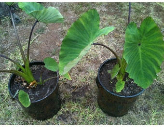 Sale- Taro 3 live Plants Nutritious Maui  DRY or WETLAND Taro Rooted  Eat Leafs/Root perfect for making taro chips or lau lau. On sale