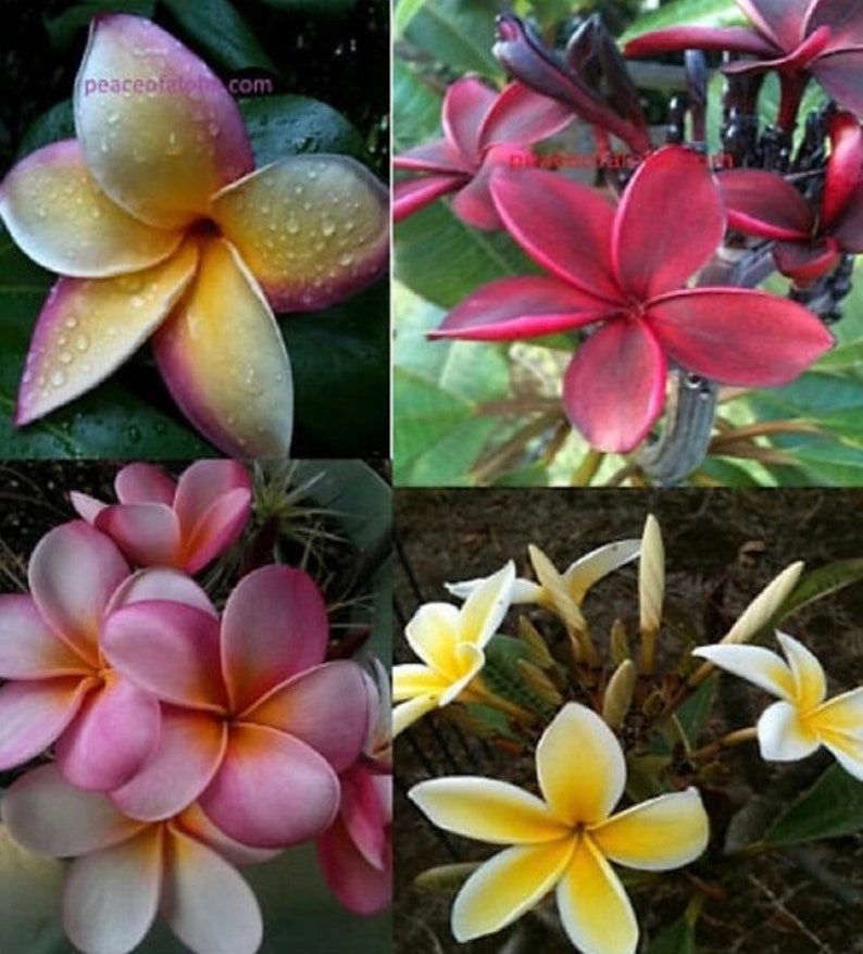 4 combo rare colors 8-12 inch plumeria cuttings ready and easy to grow. You will get 4 fresh combo 1 image 1