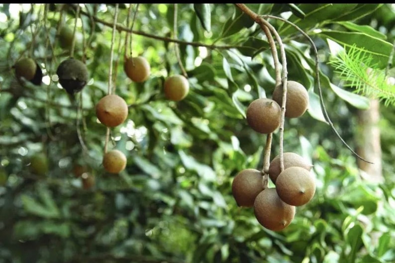 Sale MAUI Macadamia Nut 2 Trees Rooted and Fresh Etsy
