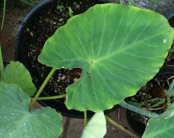 3 dashen taro plants very nutritious