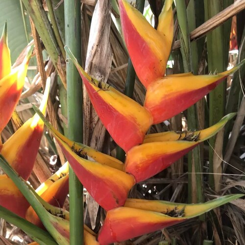 Red Lobster Claw 1 Live Plant Rhizome Fresh and Ready to Grow Etsy