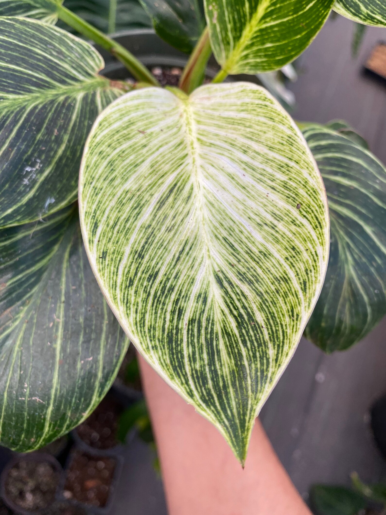 House plant sale philodendron Birkin Variegation Etsy