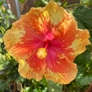 Maui sun hibiscus 2- 6 inch cuts