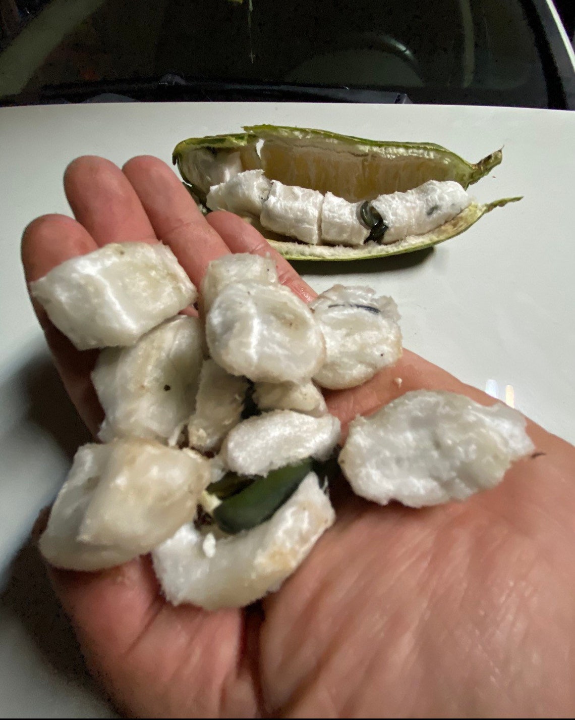 Summer Sale Ice Cream Bean Tree.. About a Foot Tall. Very Food Etsy