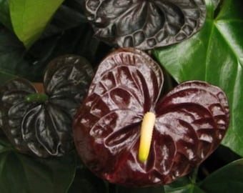 Big sale- Black anthurium indoor house plant