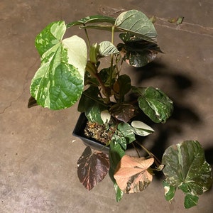 Sale HIBISCUS TILIACEUS VARIEGATA cutting 6 cuts of 6 inches easy to root and fast growing. image 6
