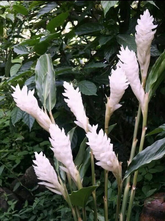 Huge Sale White Ginger 1 Plant Purest Live Fresh and Easy to Grow