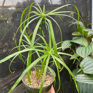 Cyperus involucratus Aqua plant or dry land image 2