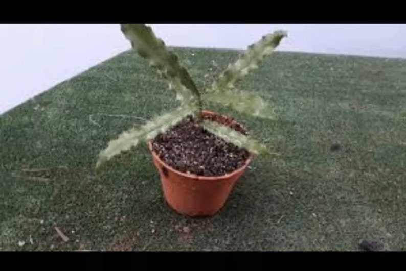 Macadamia 15 Nuts/seeds Easy to Grow and Taste Great Etsy