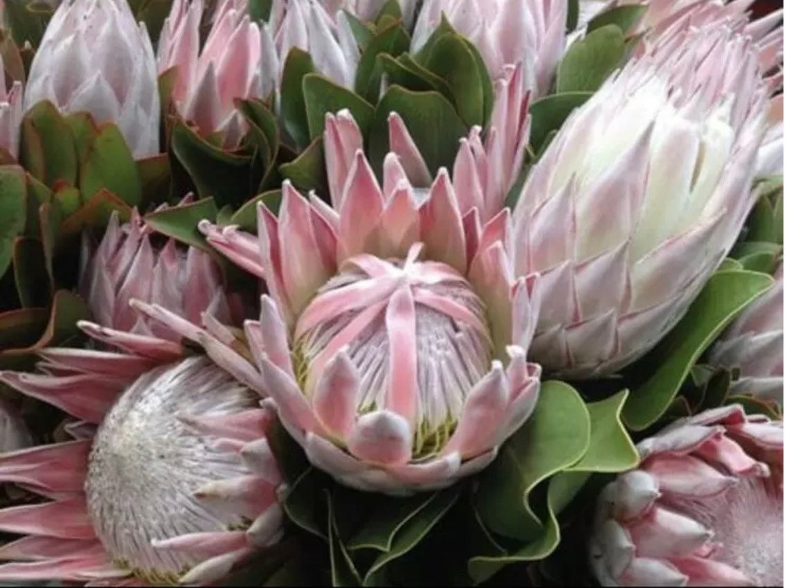 King protea rare huge sale live plant about a foot tall Etsy