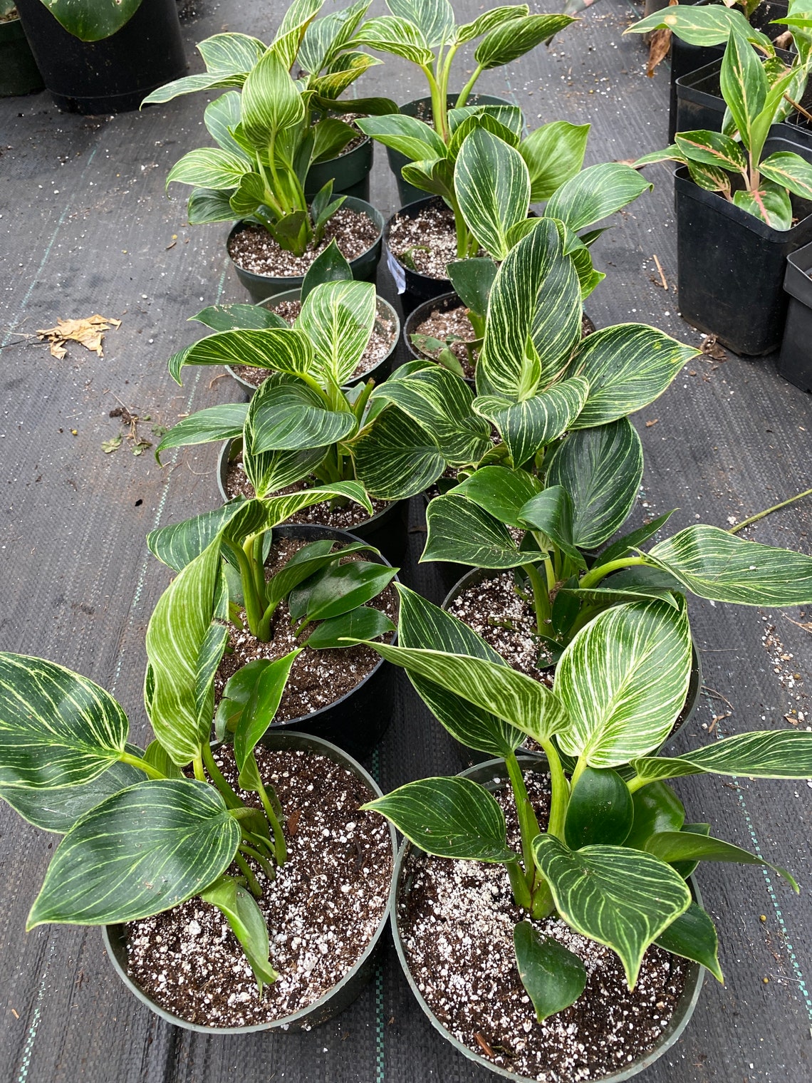 House plant sale philodendron Birkin Variegation Etsy