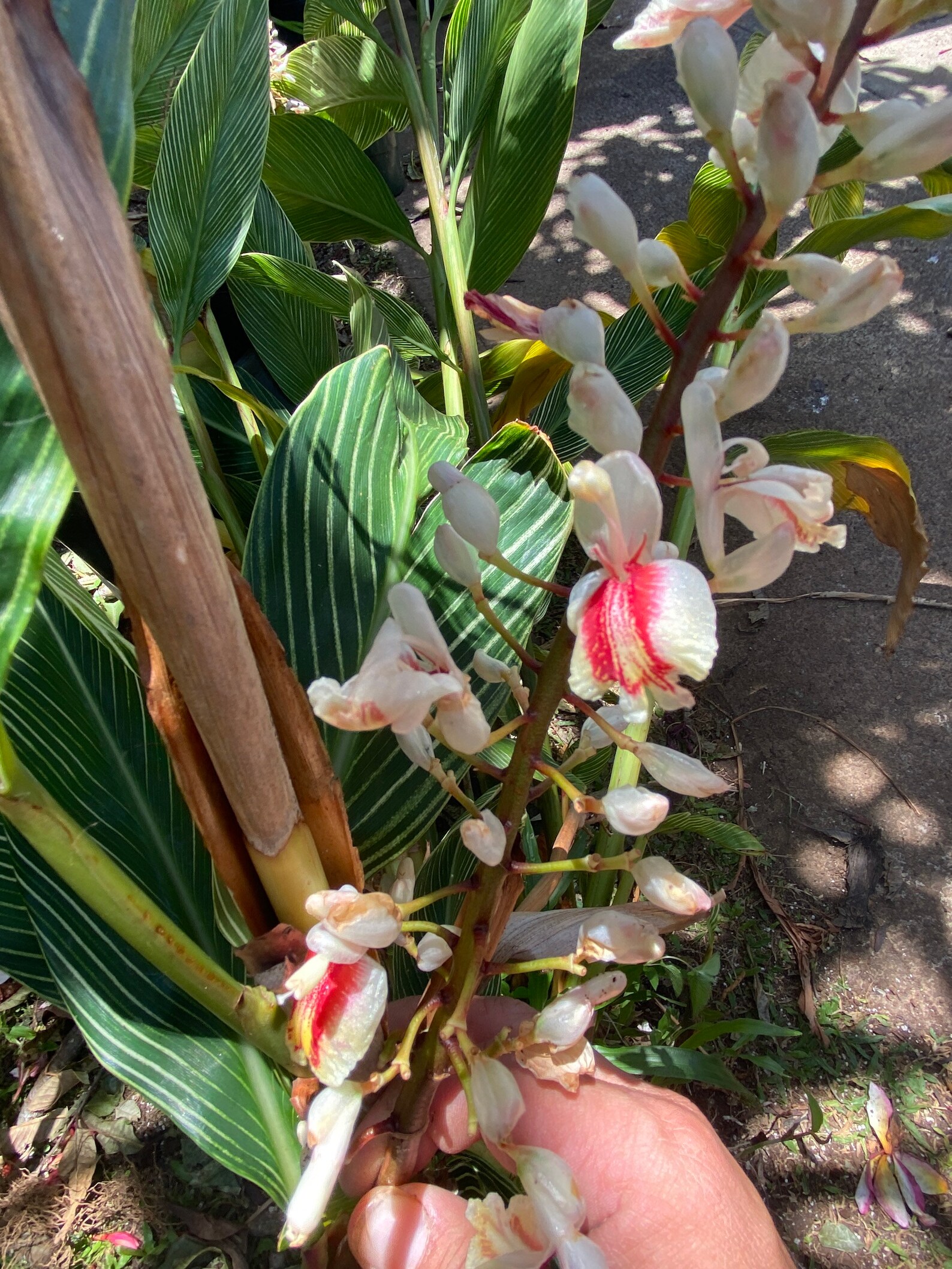 Rare Shell ginger variagated zebra 1plant/Rhizome Etsy