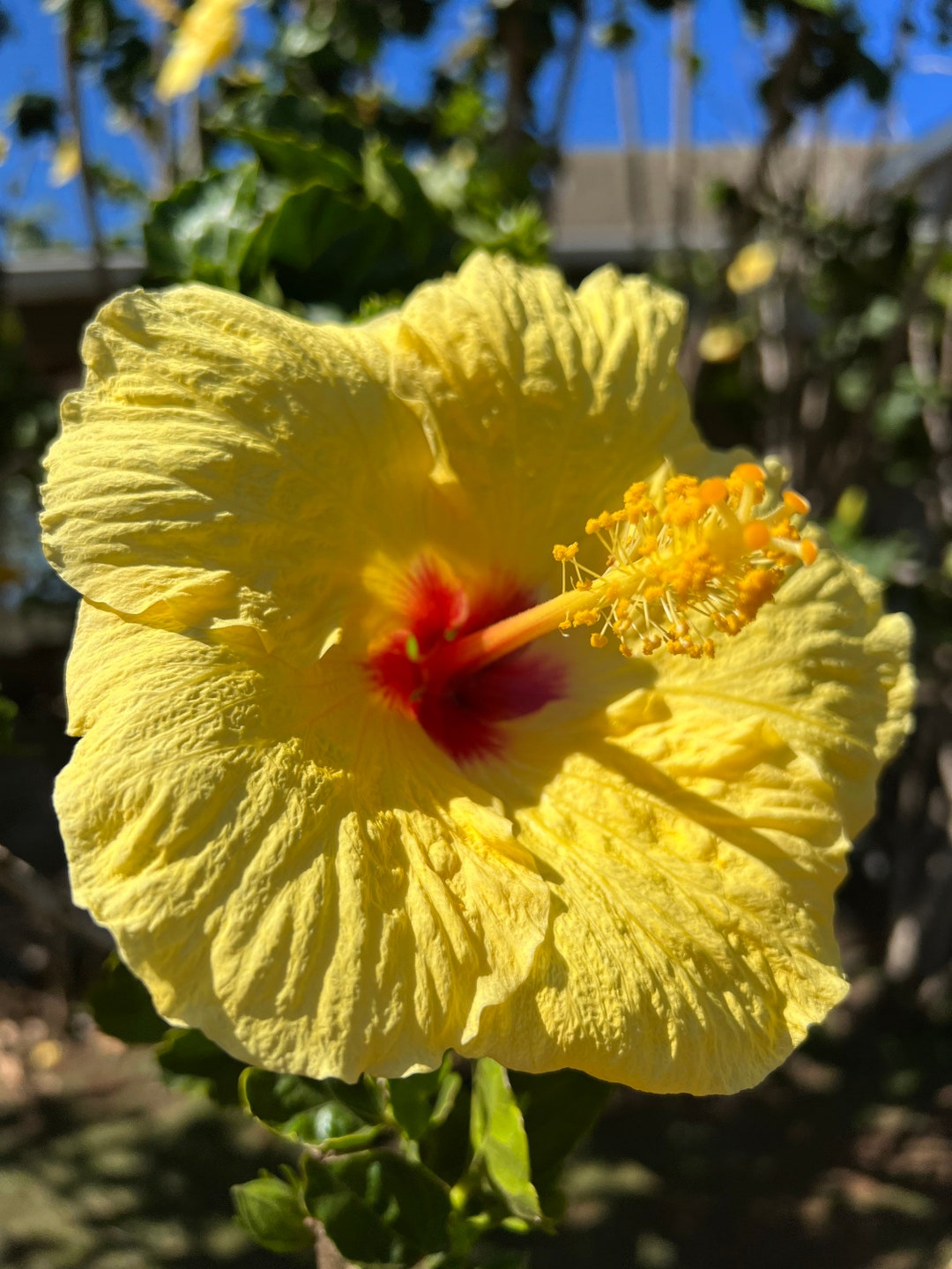 Hawaiian Flowers, Yellow Gumamela Flower Transparent
