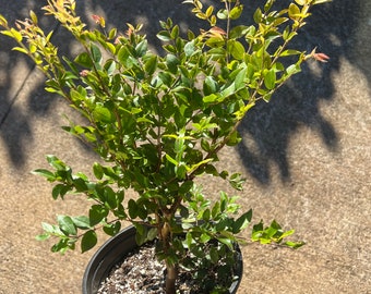 Brasilianischer Traubenbaum (myrciaria jaboticaba) 30 cm hoch