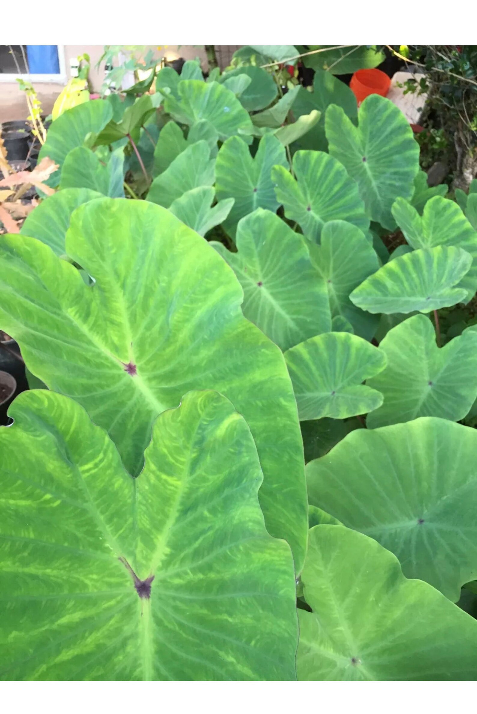 TARO 1 Plants Nutritious rooted fresh Etsy