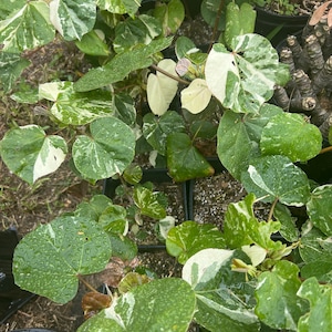 Big sale HIBISCUS TILIACEUS VARIEGATED variegated rooted plant great windbreaker or fencing usa seller image 6