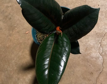 Ficus elastics burgundy plant indoor or outdoor